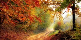 Jak przekazać spadek tylko jednemu dziecku?