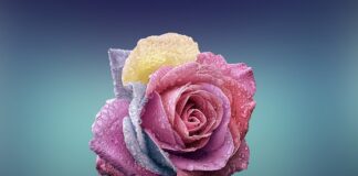 Czym się różni urząd celno skarbowy od urzędu skarbowego?