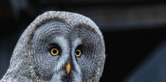 Co jest lepsze darowizna czy testament?